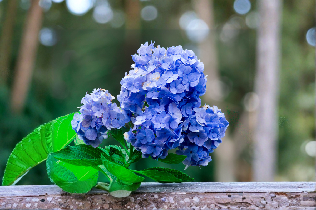 Nikko Blue Hydrangea Live Starter Plant 6-12 Inch - Hydrangea macrophylla