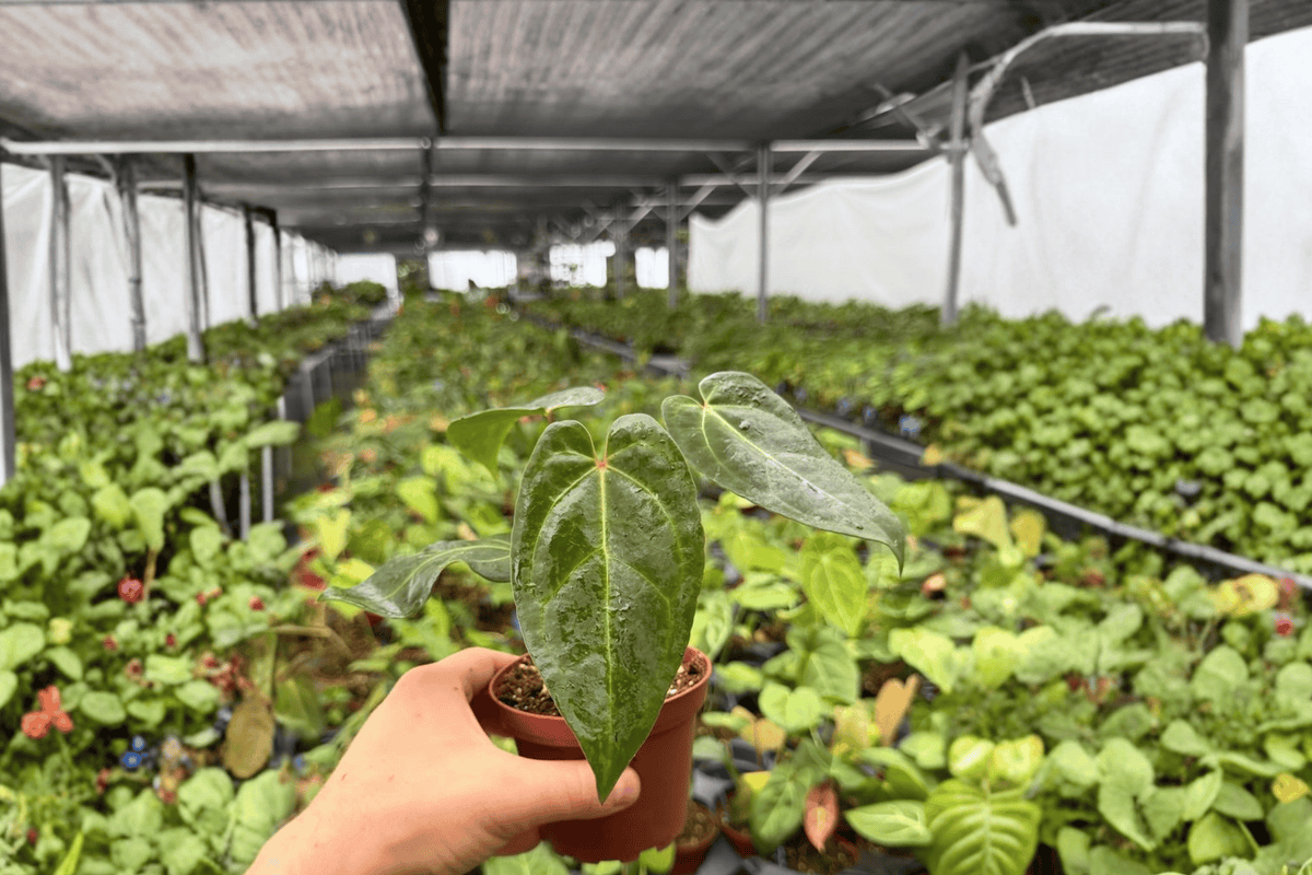 Anthurium Red Stem × Chamberlainii 2 Exact Live Plants – Anthurium Hybrid 4” Size Bare Root