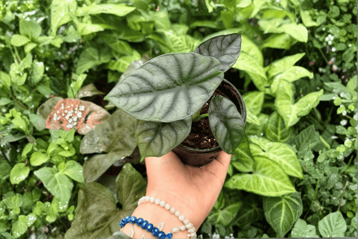 2 Exact Alocasia 'White Dragon' (Silver Dragon × Nebula) Live Plants in 4-Inch Pots
