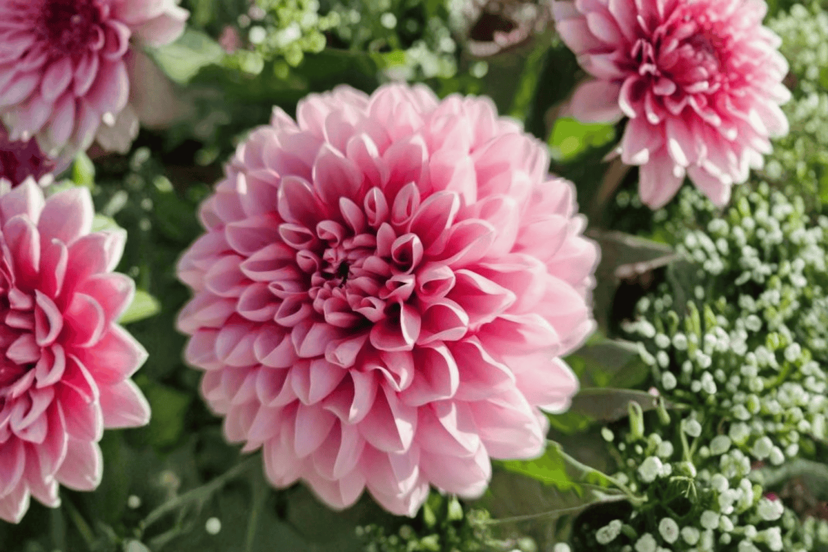 Cherie Pink Lace Dahlia 1 Gallon Live Plant – Dahlia variabilis ‘Cherie Pink Lace’