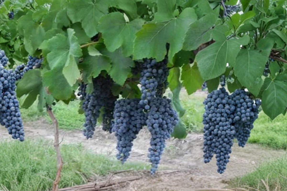 Pinot Noir Grape Vine Live Plant, 3-Gallon, Vitis vinifera, Climbing Fruit Vine for Vineyard & Garden
