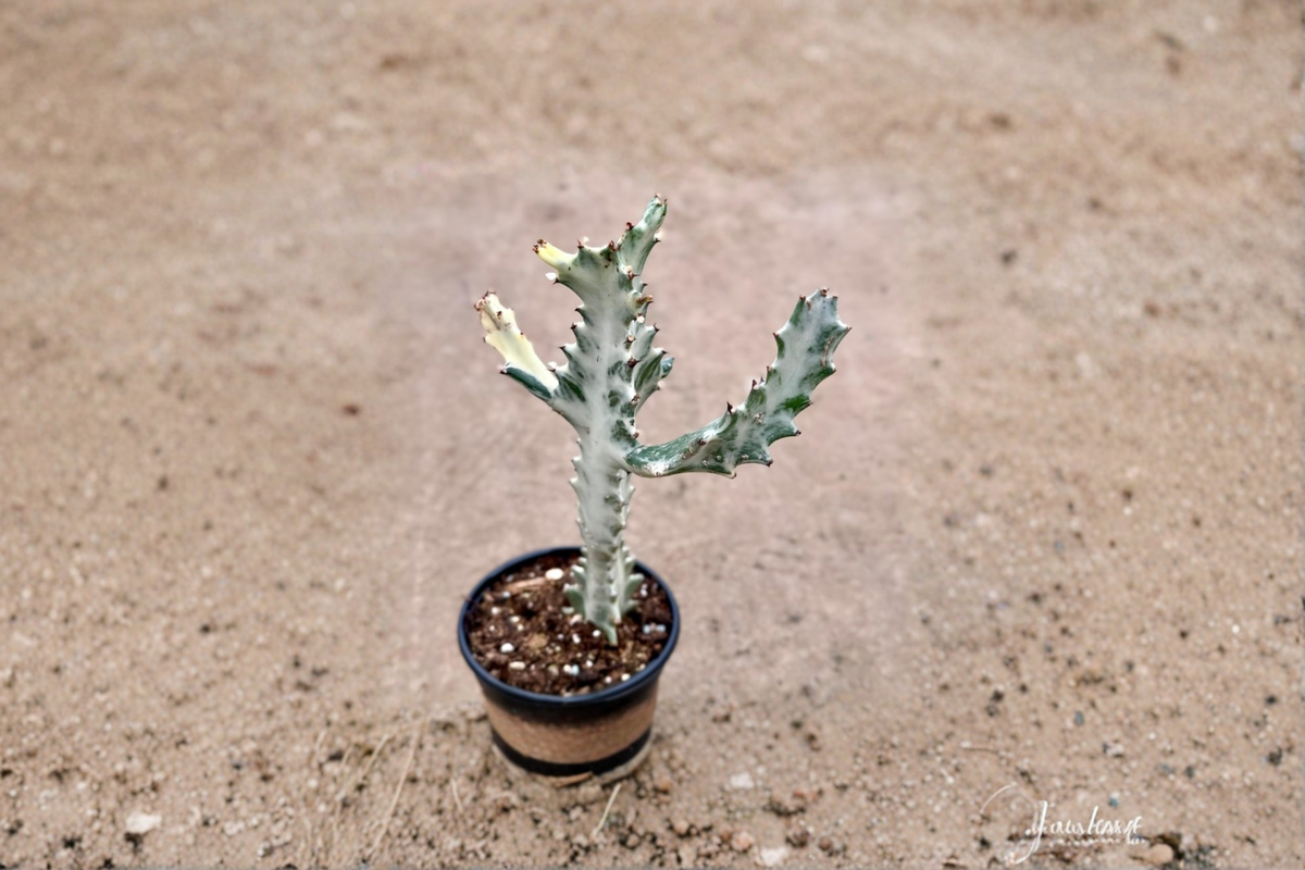 Variegated Trigona Ghost Succulent Live Plant 4 Inch Pot White Euphorbia Indoor Outdoor Houseplant Decorative Gift