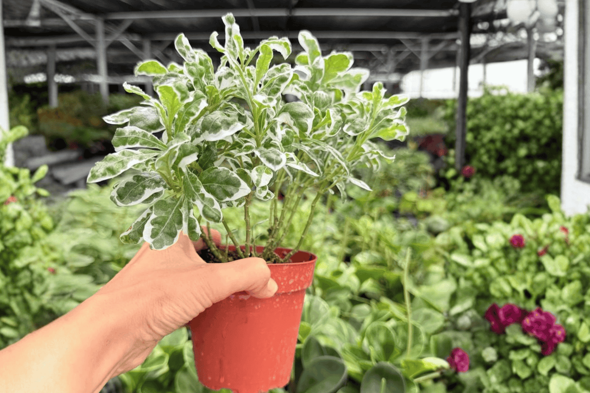 Alternanthera Snow Queen – 2 Exact Live Plants, 4-Inch Size – Alternanthera ‘Snow Queen’