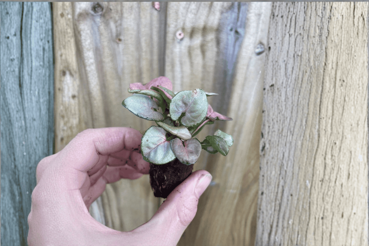 Syngonium Neon Robusta 2 Starter Live Plants – Syngonium podophyllum ‘Neon Robusta’