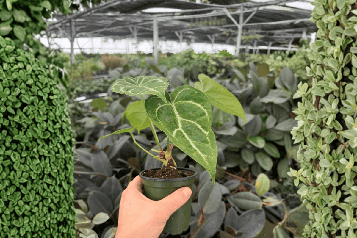 Anthurium Crystal Golden 2 Exact Live Plants – Anthurium ‘Crystal Golden’ 4” Size Bare Root