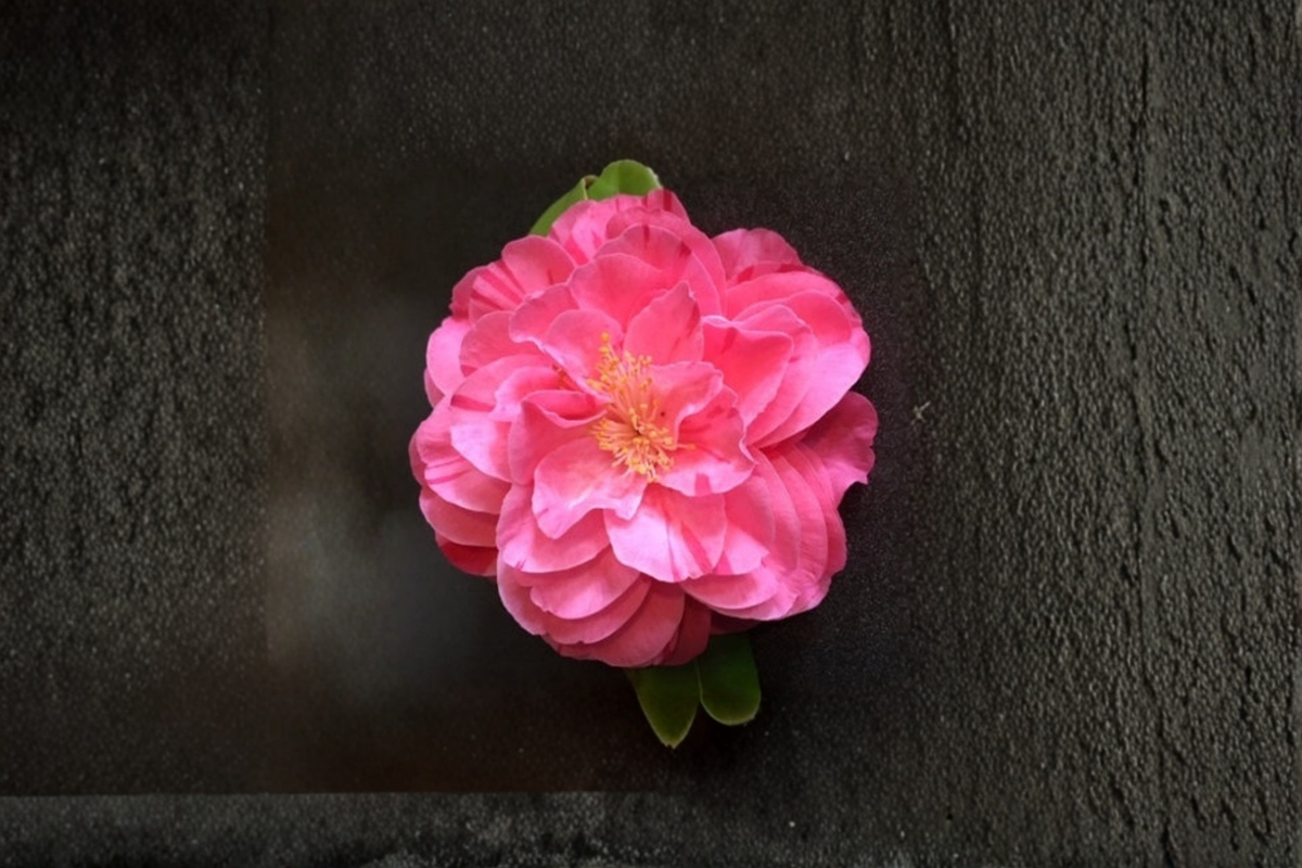 Japanese Camellia ‘Lady Laura’ 1 Gallon Live Plant Pink Evergreen Shrub for Shade Gardens