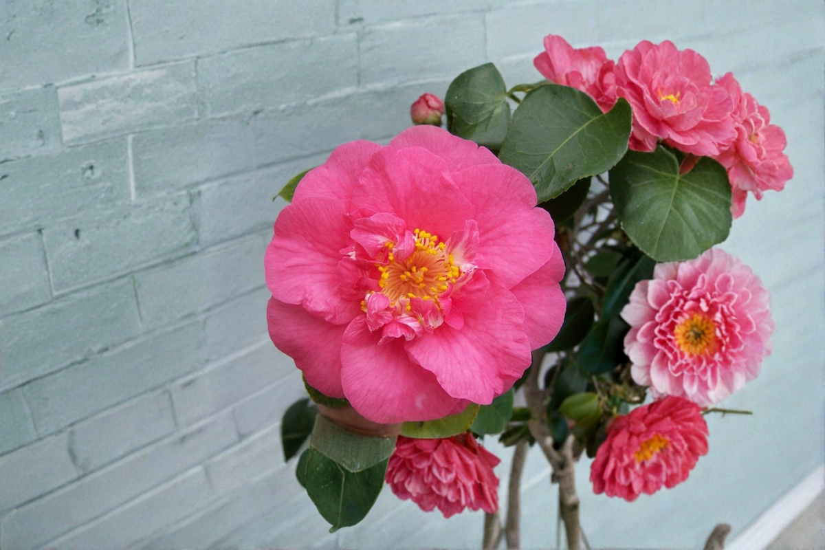 Japanese Camellia Live Plant – 3 Gallon Pot, Pink Flowers, Evergreen Shrub, Camellia japonica ‘R.L. Wheeler’