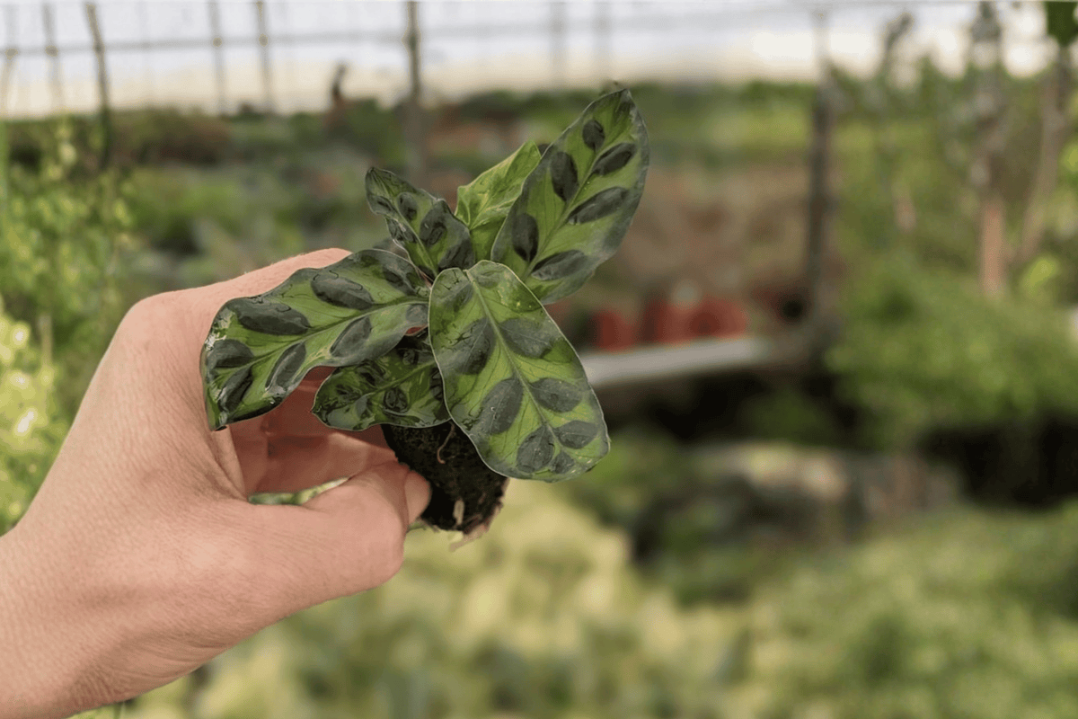 2 Calathea Lancifolia (Rattlesnake Plant) Starter Plants – Bare Root – Goeppertia insignis