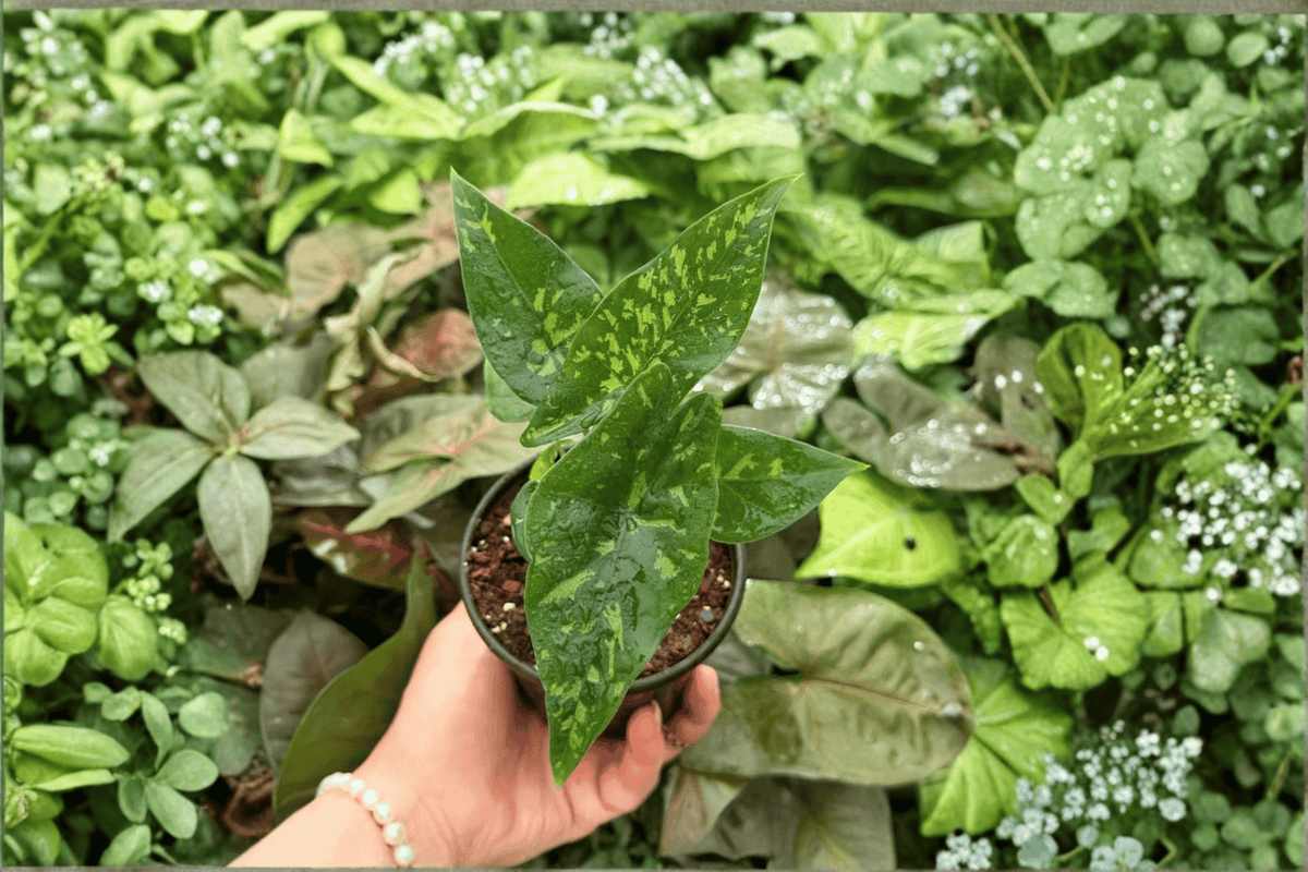 2 Exact Alocasia 'Shattered Glass' Live Plants in 4-Inch Pots