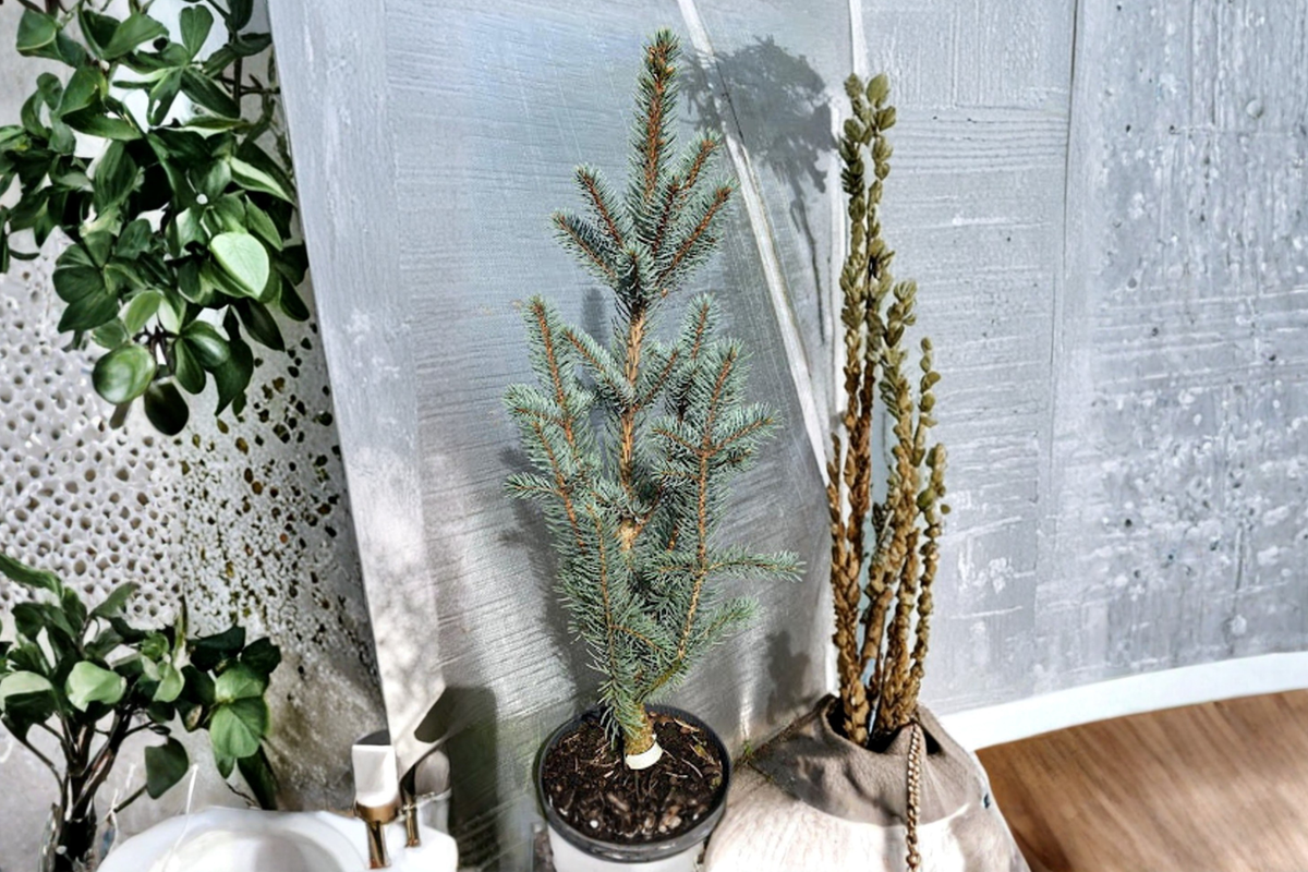 Blue Totem Colorado Blue Spruce Live Plant - 10 Inch, Narrow Evergreen Conifer, Silvery Blue Needles, Picea pungens 'Blue Totem'