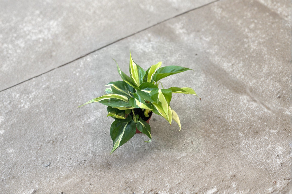 Philodendron Rio Live Plant Starter Cutting Indoor Houseplant Variegated Tropical Vine Plant Home Decor Gift Garden Plant