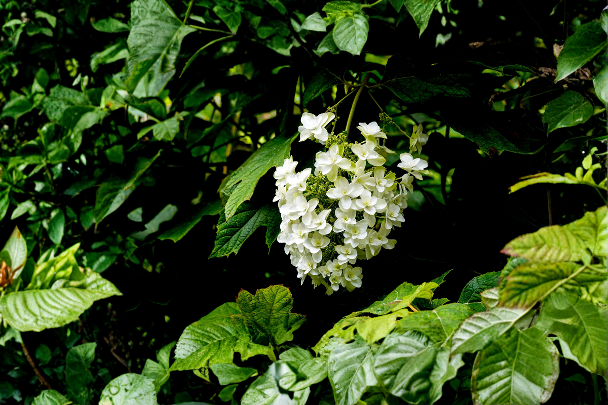 Snow Queen Oakleaf Hydrangea Live Plants 2 Rooted Starters in 1 Qt Pots Hydrangea Quercifolia White Flower Shrub