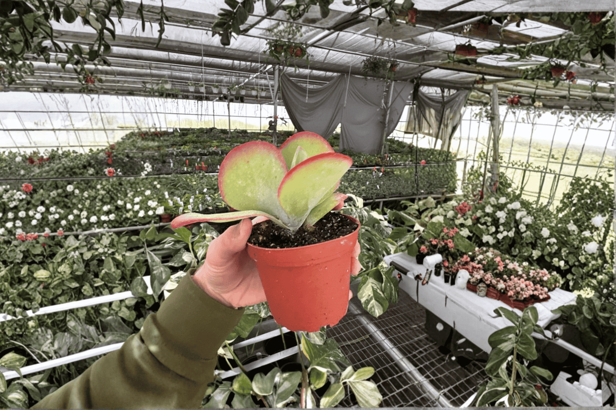 Kalanchoe Flapjack 2 Live Plants – 4-Inch Pot Size – Kalanchoe luciae