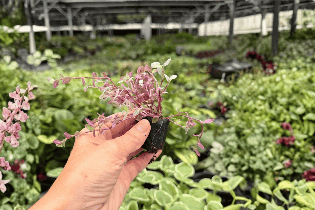 Tradescantia Pink Panther 2 Exact Live Starter Plants – Plug