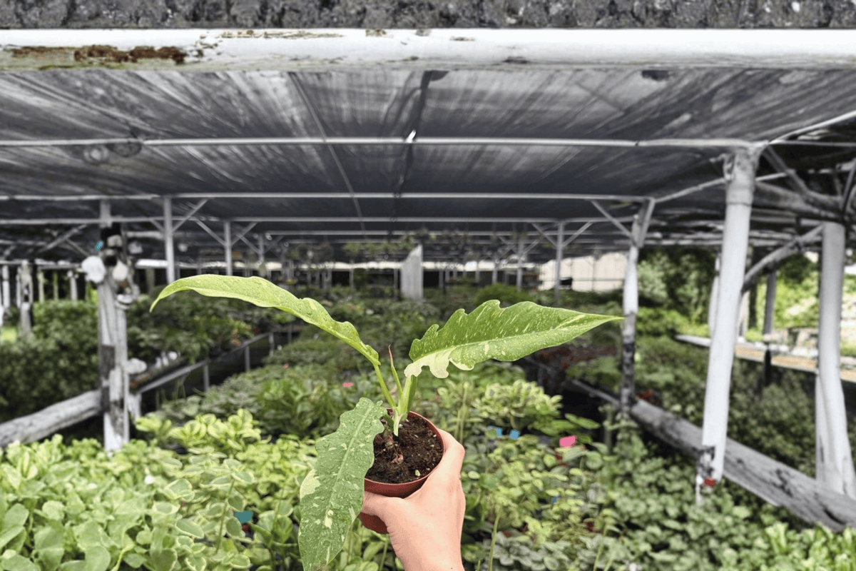 2 Exact Philodendron Ring of Fire Live Plants in 4-Inch Pots – Philodendron ‘Ring of Fire’