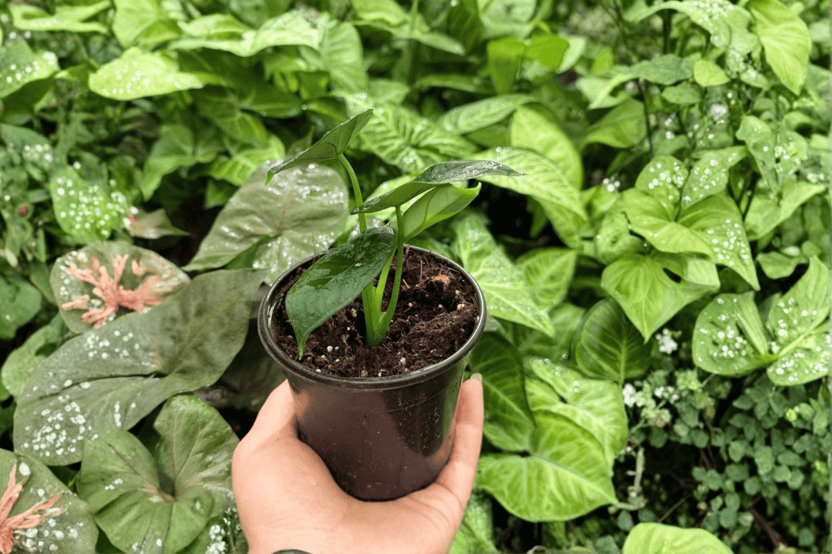 2 Exact Alocasia 'Dragon Wings' (Dragon Scale × Scalprum) Live Plants in 4-Inch Pots