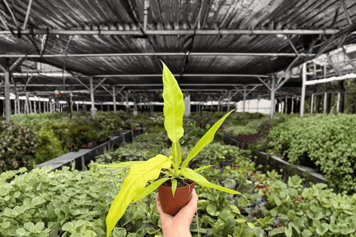 Philodendron Golden Crocodile – 2 Exact Live Plants, 4-Inch Size – Philodendron ‘Golden Crocodile’