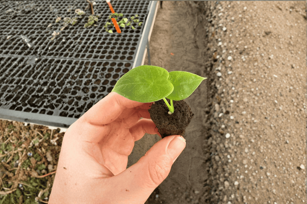 2 Alocasia 'Lukiwan' Starter Plants – Live Rare Hybrid Tropical Aroids