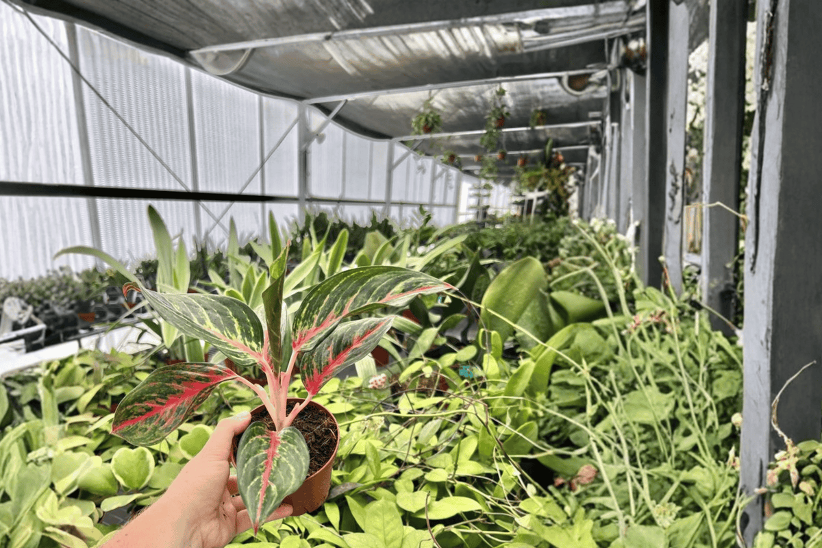 2 Aglaonema 'Red Borju' Live Plants in 4-Inch Pots – Chinese Evergreen