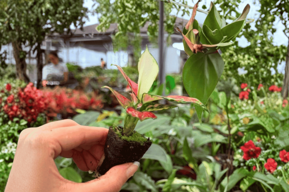 2 Exact Aglaonema Sunrise Red Starter Plants – Aglaonema ‘Sunrise Red’