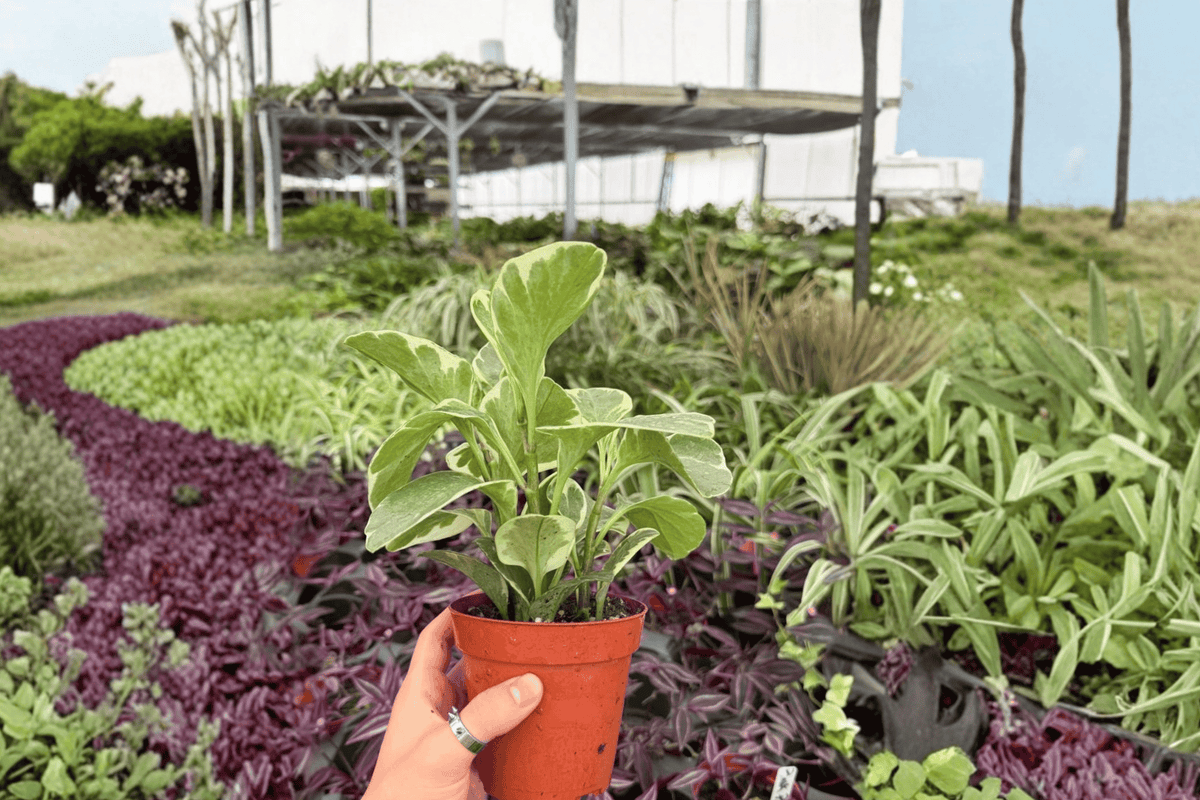 Variegated Peperomia Obtusifolia 2 Exact Live Plants – Peperomia obtusifolia 4” Size Bare Root
