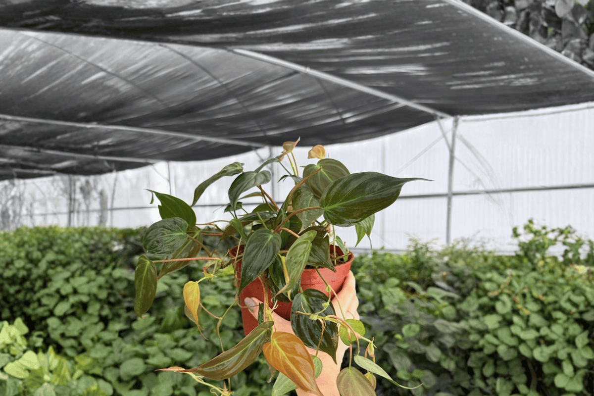 Philodendron Micans – 2 Exact Live Plants, 6-Inch Size – Philodendron hederaceum var. hederaceum