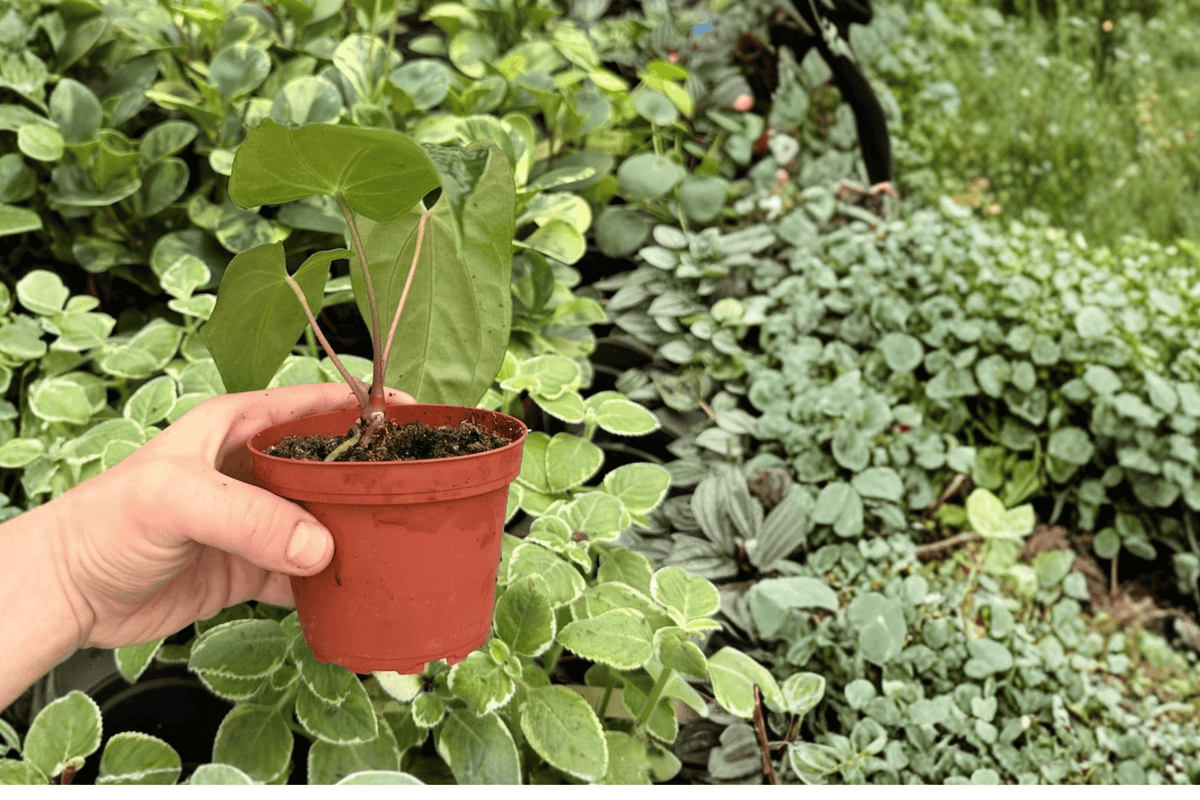 Anthurium Dark Phoenix × Besseae – 2 Exact Live Hybrid Plants, 4-Inch Size – Anthurium Hybrid