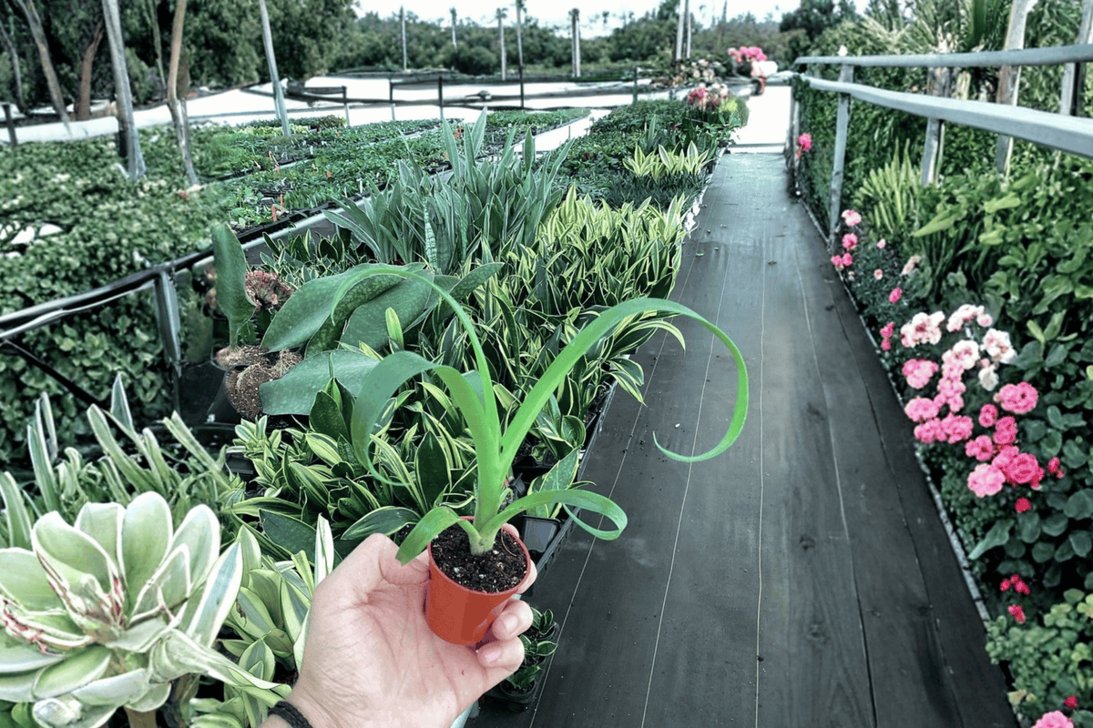 Bromeliad Julietta 2 Live Starter Plants – 2” Cultivation Size Bare Root