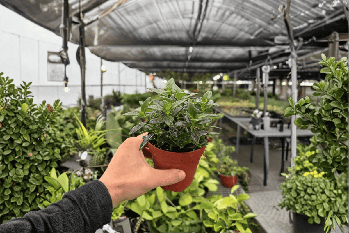 2 Exact Nematanthus Goldfish 'Tropicana' Live Plants in 4-Inch Pots – Nematanthus 'Tropicana'