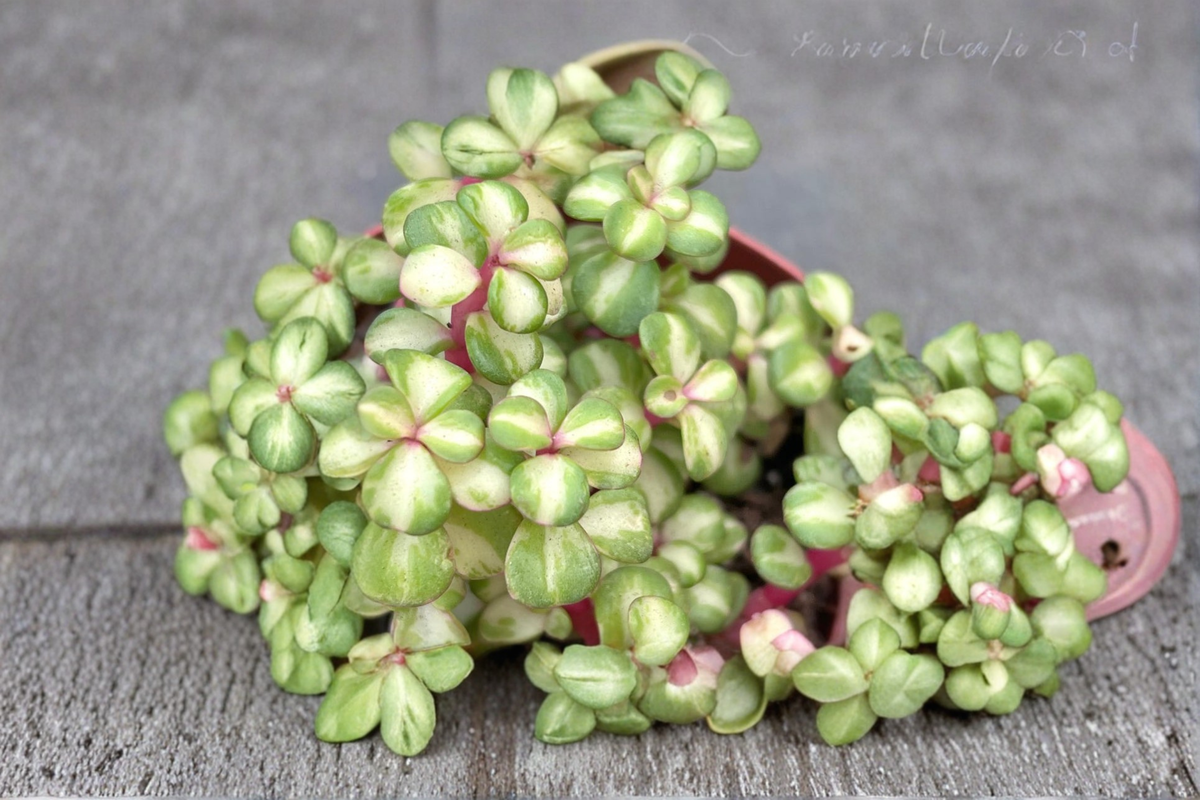 Variegated Elephant Bush Live Plant Portulacaria Afra Succulent 4 Inch Pot Indoor Outdoor Pet Safe Houseplant