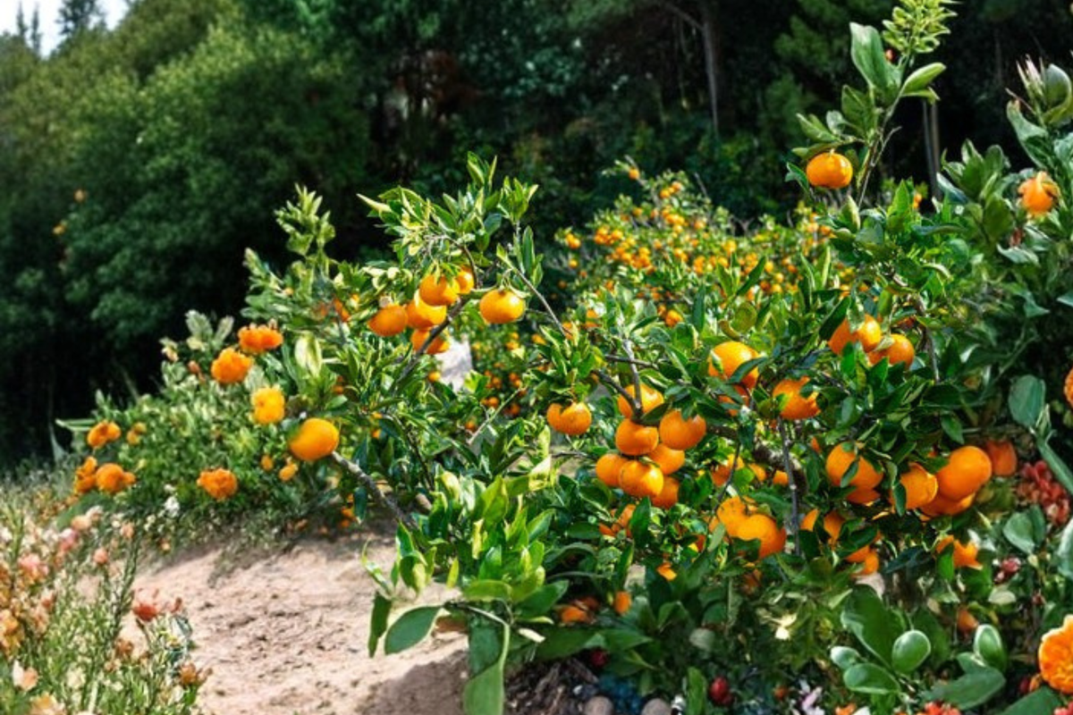 Kimbrough Satsuma Mandarin Tree Live Plant Semi Dwarf Citrus Tree Easy Peel Mandarin Fruit Tree Patio Garden Plant