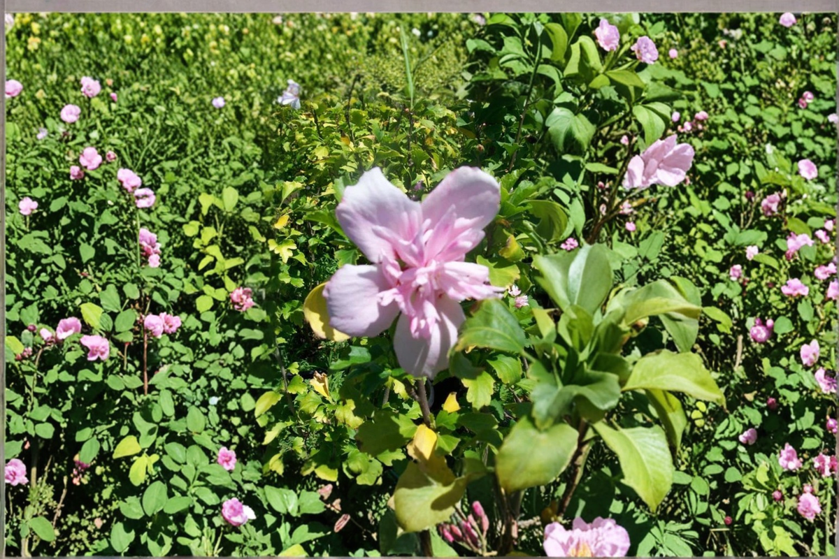 Pink Rose of Sharon Plant, Double Pink Flowers, Hibiscus syriacus, 1-Gallon Live Shrub for Garden, Ornamental, Landscape