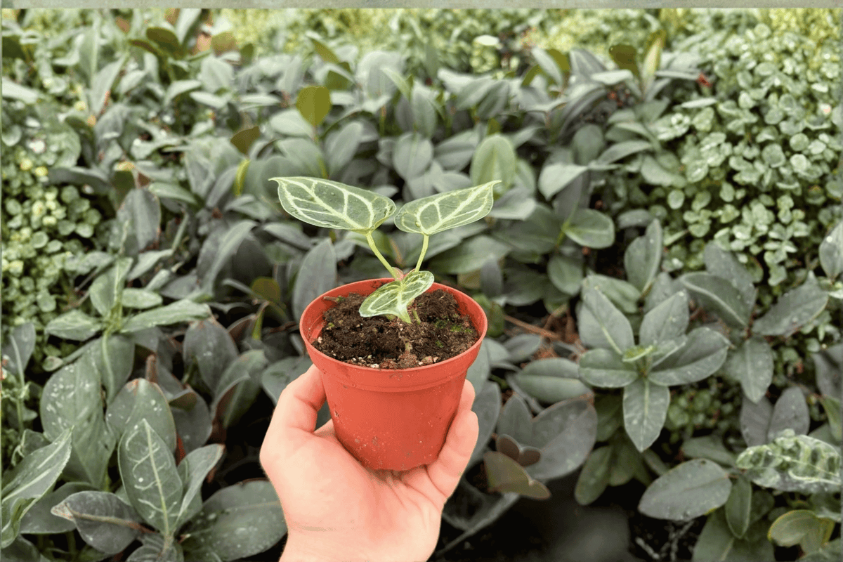 Anthurium Dorayaki × Carla 2 Exact Live Plants – Anthurium Hybrid 4” Size Bare Root