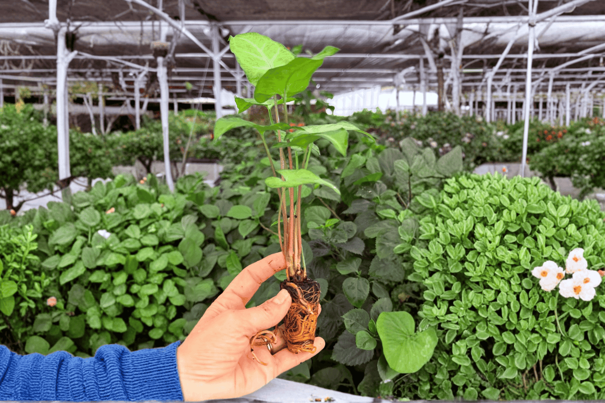 Syngonium White Butterfly – 2 Exact Live Starter Plants, 2-Inch Size – Syngonium podophyllum ‘White Butterfly’