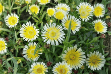 Wheels of Wonder Limoncello Ice Plant 1 Live Plant – 4-Inch Pot – Delosperma ‘Limoncello’