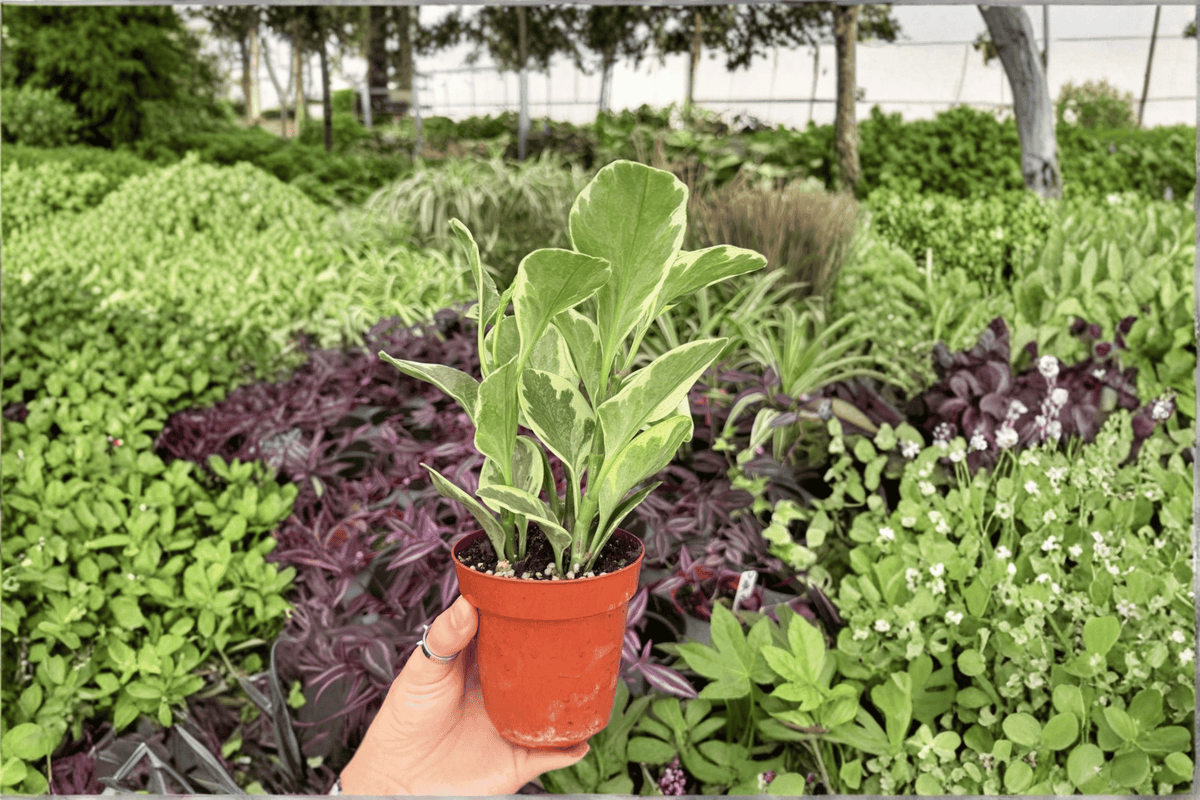 Variegated Peperomia Obtusifolia 2 Exact Live Plants – Peperomia obtusifolia 4” Size Bare Root