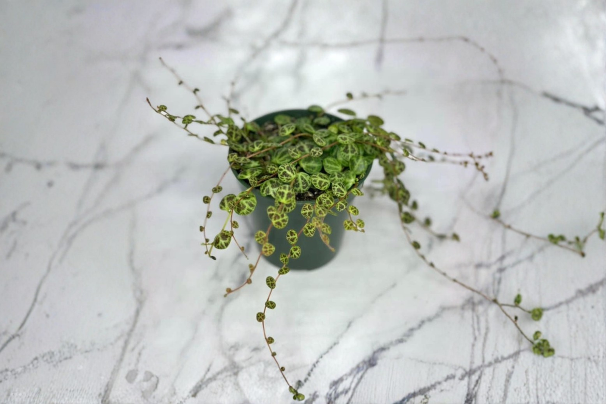 String of Turtles Houseplant, Trailing Peperomia prostrata, Rooted Starter in 3" or 4.5" Pot