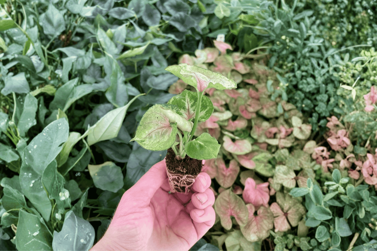 Syngonium ‘Mango Allusion’ 2 Starter Live Plants – Syngonium podophyllum