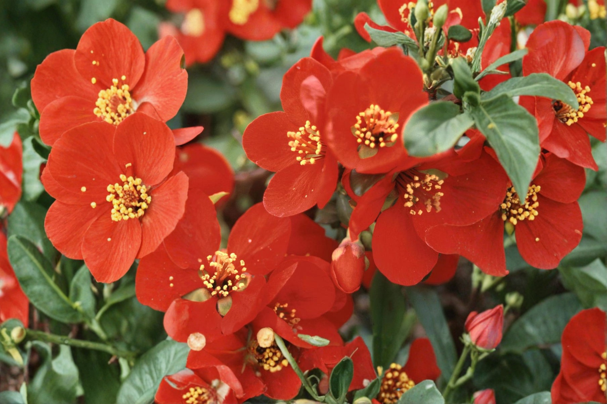 Crimson and Gold Flowering Quince Live Plant, 2-Gallon Pot, Red & Yellow Blooms, Deciduous Shrub, Chaenomeles superba