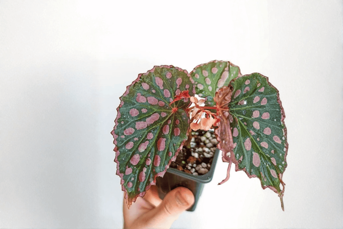 Begonia negrosensis × chlorosticta Tissue Culture Live Plant – 2 Plants Bare Root – Originally Grown in 2" Pot