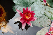 Red Hardy Water Lily Live Tuber – Aquatic Pond Plant (Nymphaea spp.)