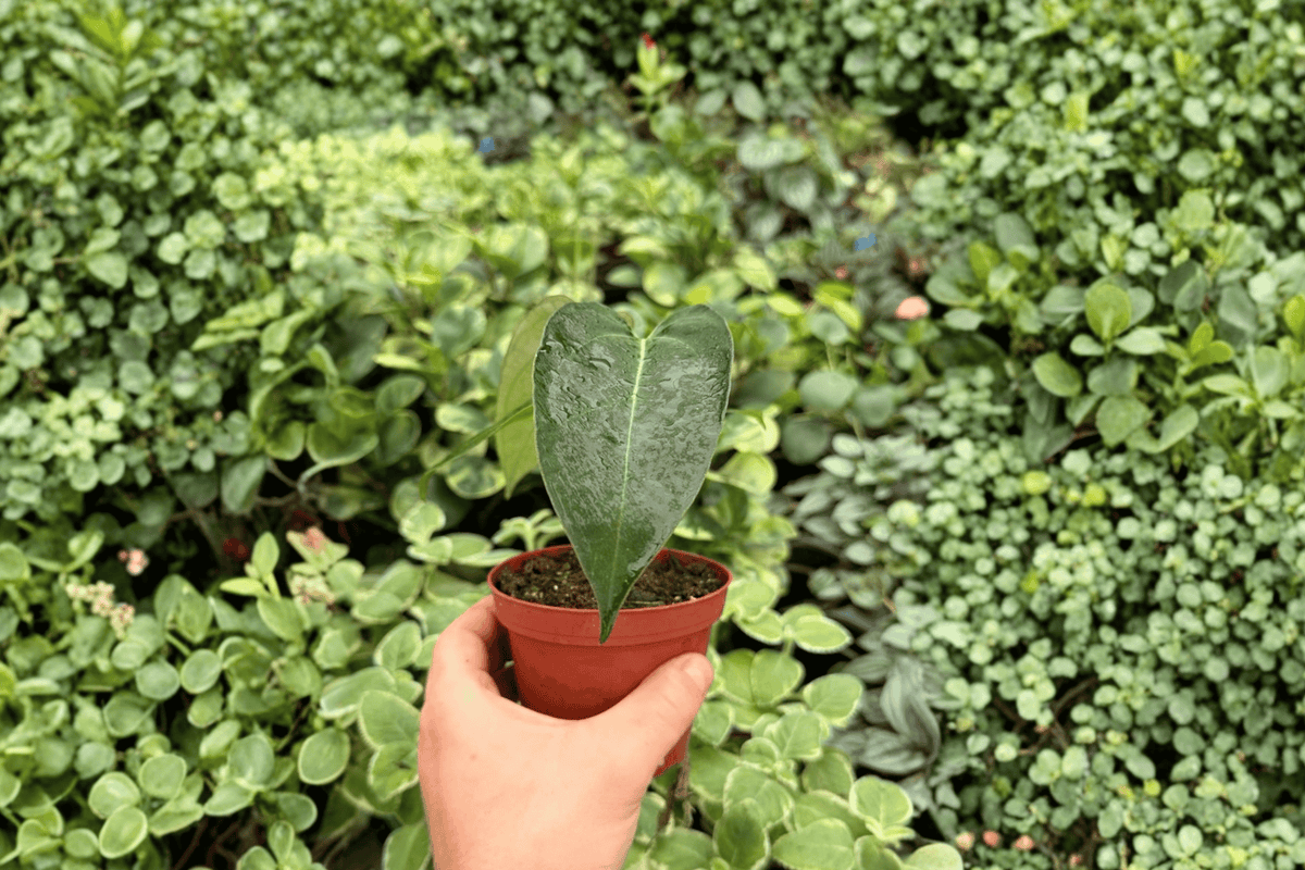 Anthurium AOS × Magna – 2 Exact Live Hybrid Plants, 4-Inch Size – Anthurium Hybrid