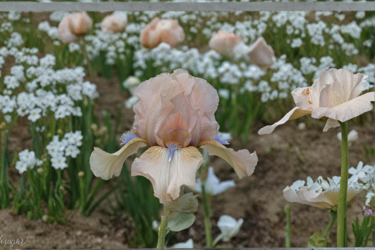 Bearded Iris ‘Concertina’ Rhizome 3 Pack – #1 Grade Flower Bulbs for Garden Planting, Fragrant Spring Bloom Iris Plants