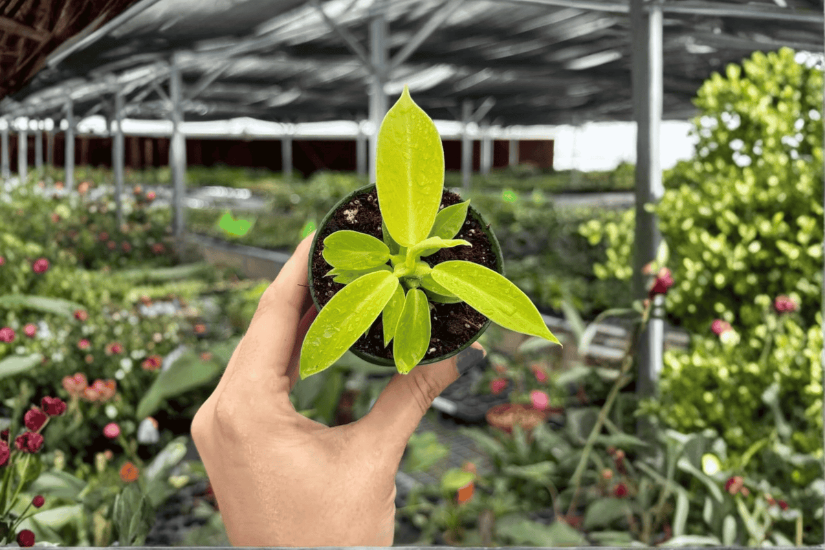 Philodendron Imperial Golden 2 Live Starter Plants – 2-Inch Pots