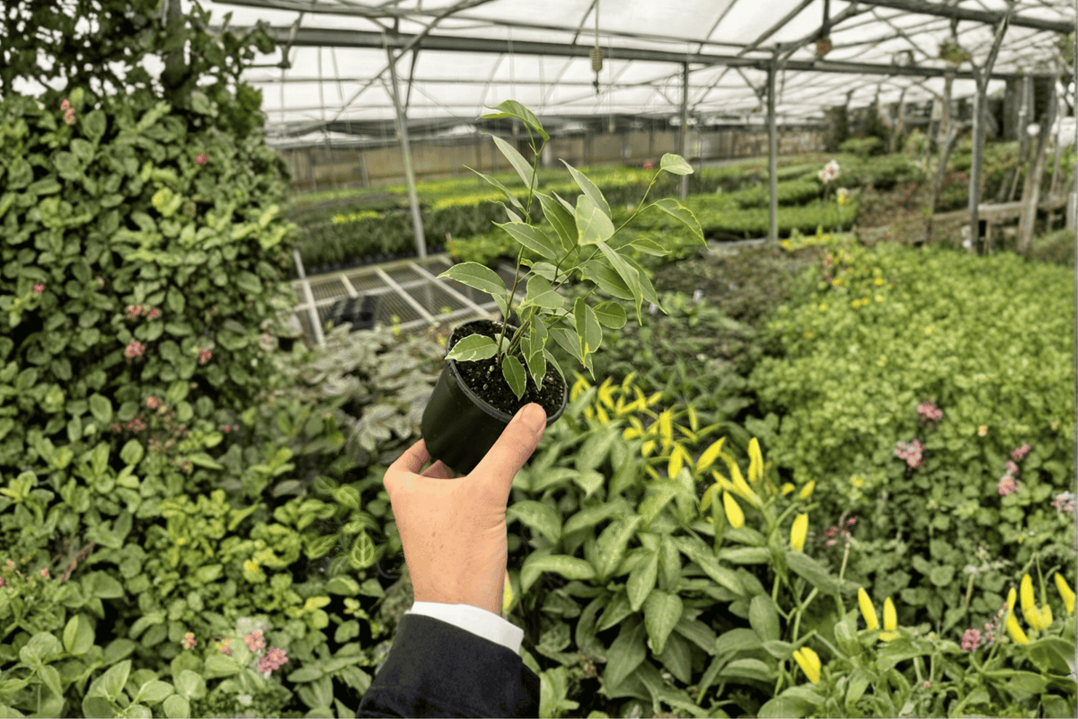 Variegated Ficus Benjamina 2 Live Plants – 4-Inch Pots – Ficus benjamina