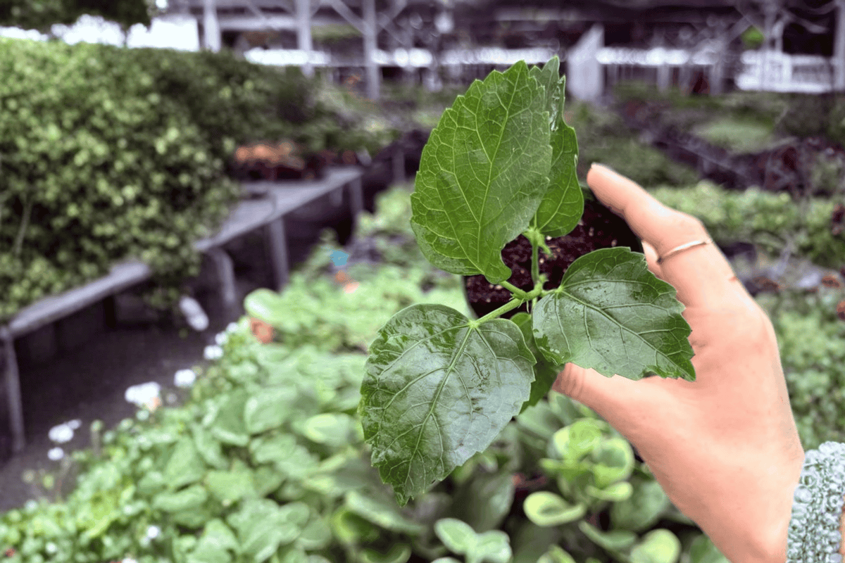 Jennie Lynn Hibiscus 2 Live Starter Plants – 2-Inch Pots – Hibiscus ‘Jennie Lynn’