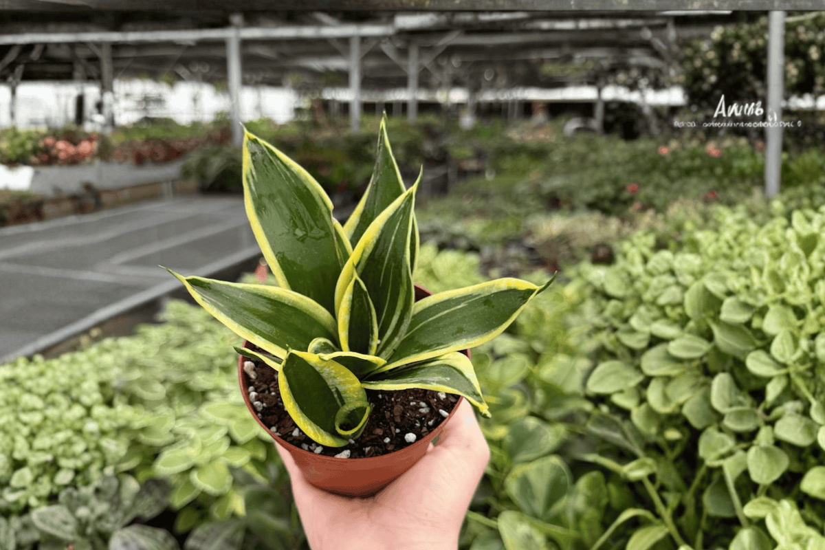 Sansevieria Hahnii Lotus – 2 Exact Live Plants, 4-Inch Size – Dracaena trifasciata ‘Hahnii Lotus’