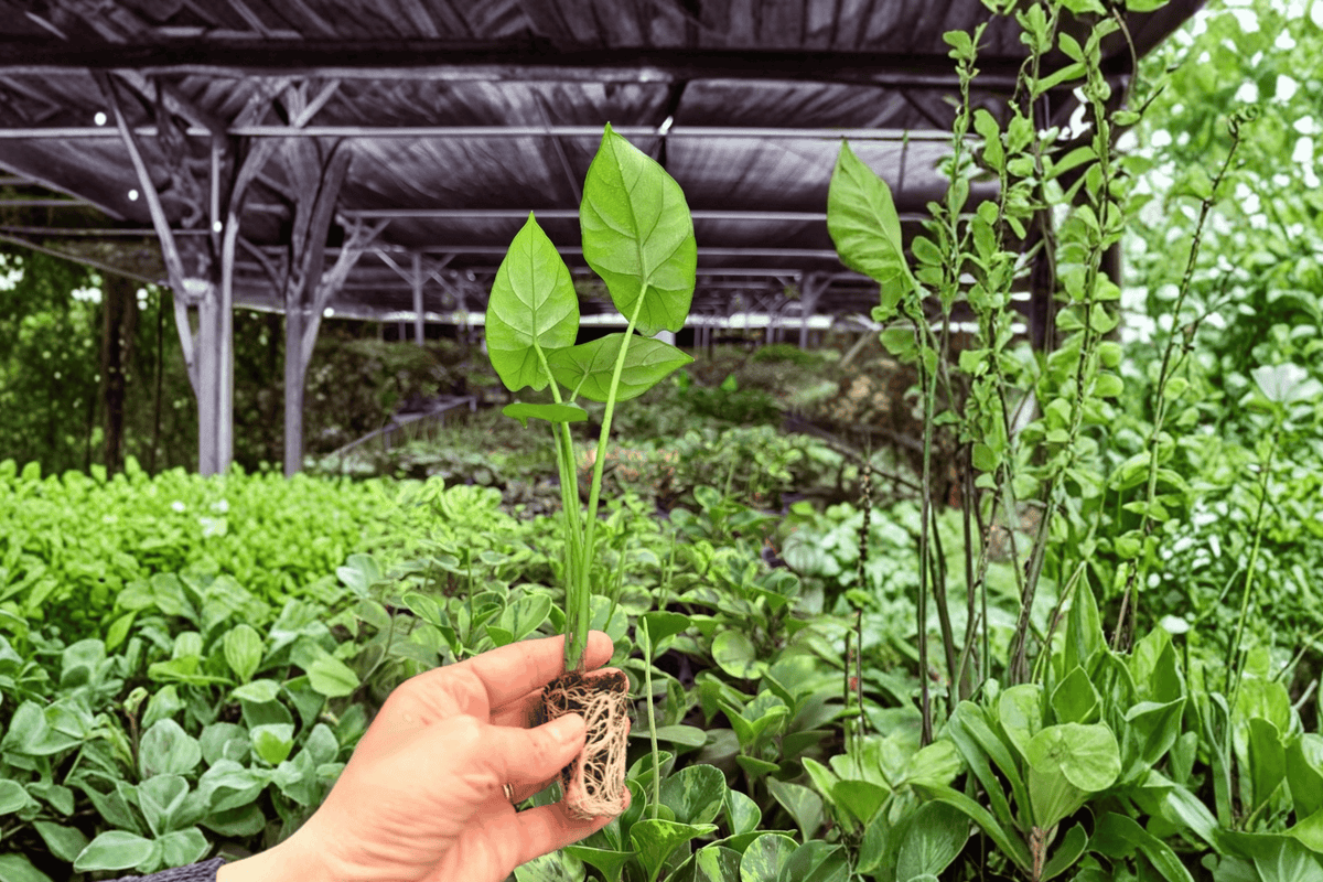 Alocasia Quilted Dream – 2 Exact Live Starter Plants, 2-Inch Size – Alocasia sinuata