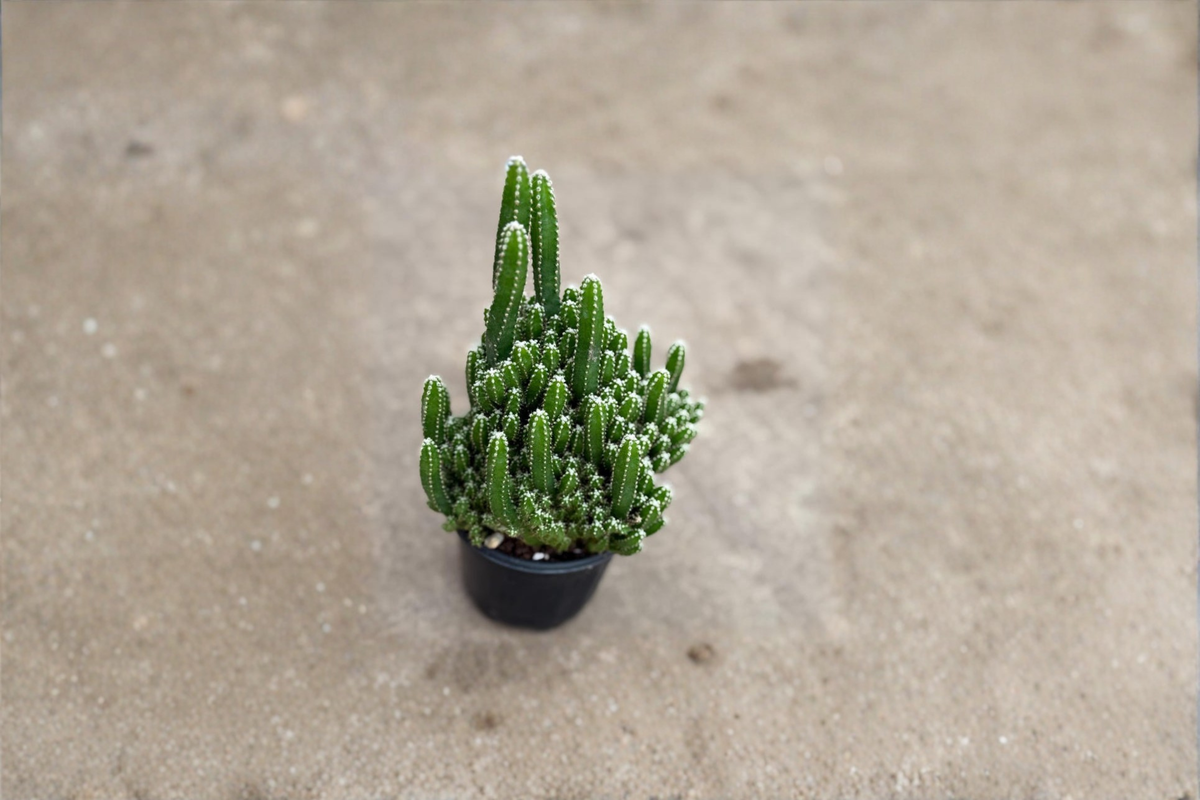 Fairy Castle Cactus Live Plant – Mini Succulent Indoor Cactus, Acanthocereus tetragonus, Easy Care Houseplant for Office & Home Decor