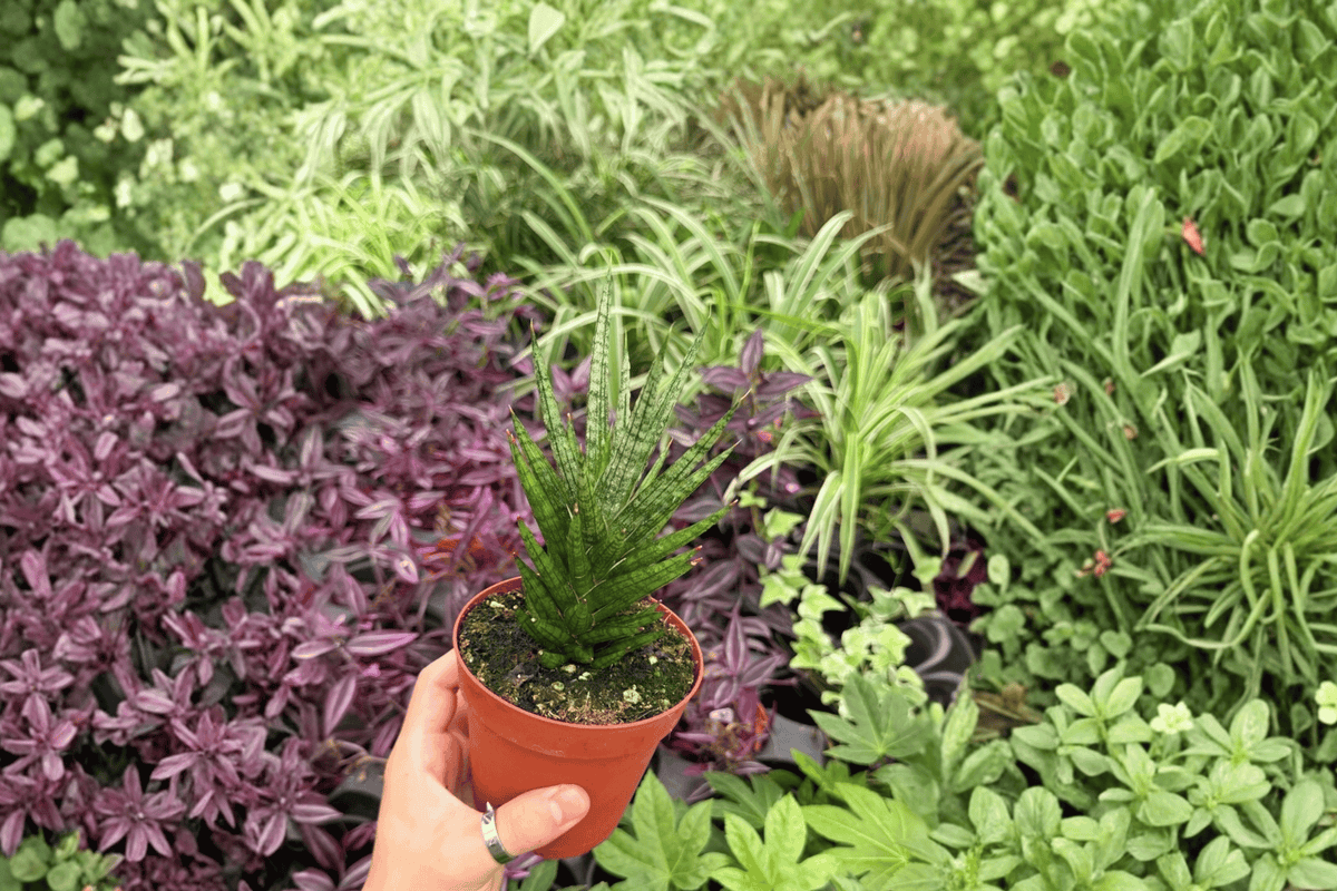 Sansevieria Francisii 2 Exact Live Plants – Dracaena francisii 4” Size Bare Root